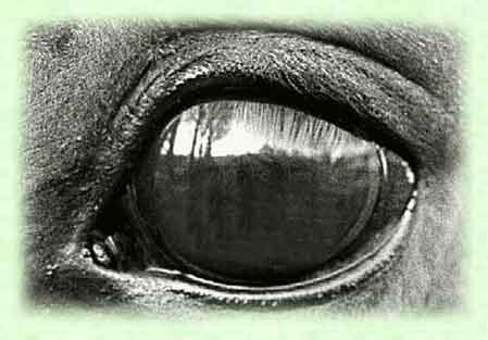 Auge eines Friesenpferdes