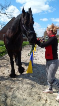 Pferd und Reiterin erreichen das Ende des Hütchen-Parkours