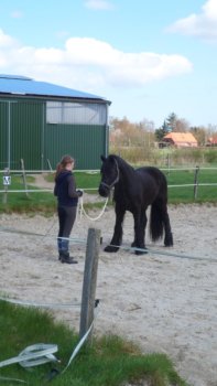 Reiterin neben dem am Strick geführten Pferd