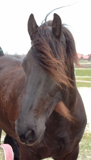 Portrait des Kopfes von Watze