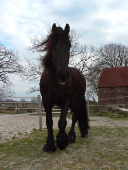 Watze steht vor dem Reitplatz