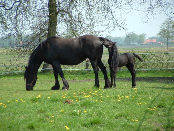 Namkje mit der Mähne der Mama auf dem Kopf