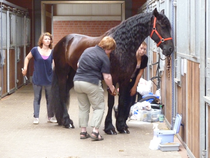 Unser Team putzt Noortje in der Stallgasse