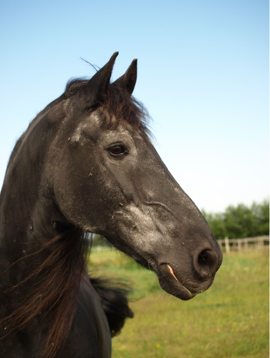 Tjarky2 - Portrait Kopf