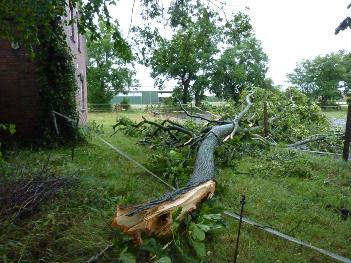 Umgestürzter Baum