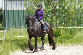 Pferde warm reiten auf unserem Außen-Reitplatz