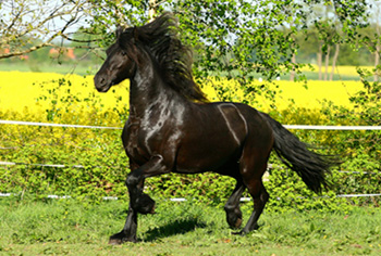 Noortje mit wehender Mähne