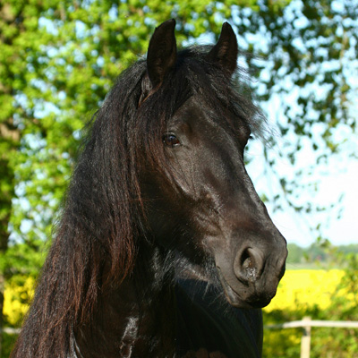 Noortje - Portrait