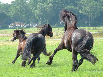 Friesen beim Wettrennen