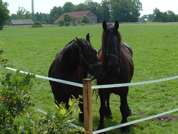 Zwei unserer Friesen stehen an der Zaunecke der Weide