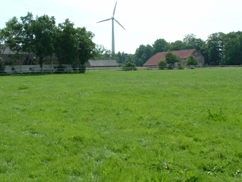 saftig grünes Weidegras