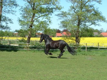 Nick - Seitenansicht in vollem Galopp