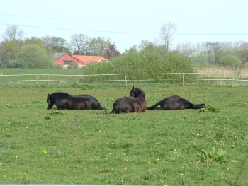 Wouty, Gijsi und Watze liegen auf der Weide