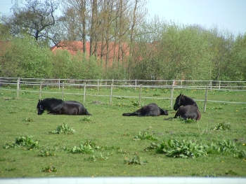 Wouty, Gijsi und Watze liegen immer noch auf der Weide