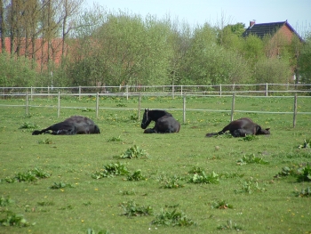 Wouty, Gijsi und Watze liegen auf der Weide in der Sonne