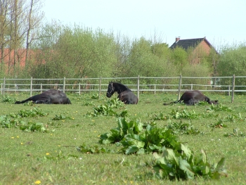Wouty, Gijsi und Watze liegen auf der Weide - einer muss Ausschau halten
