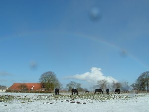 Fünf Friesen auf verschneiter Weide
