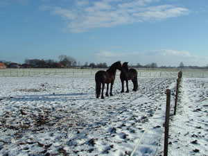 Nicki und Wouty auf verschneiter Weide