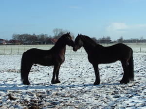 Nicki und Wouty - Nase an Nase im Schnee