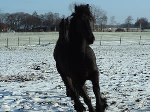 Nicki und WOuty jagen sich durch den Schnee