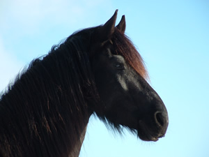 Portrait von Wouty