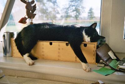 Kurt liegt entspannt vor dem Fenster