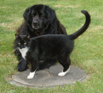 Cindy liegt - Kater im Vordergrun