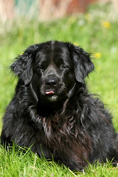 Cindy liegend im Gras
