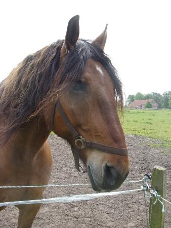 Portrait von Nico auf der Weide